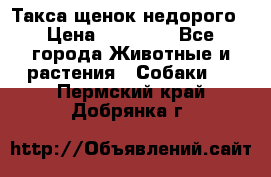 Такса щенок недорого › Цена ­ 15 000 - Все города Животные и растения » Собаки   . Пермский край,Добрянка г.